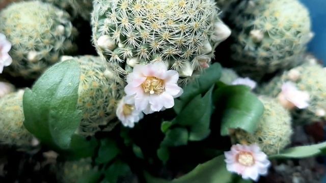 mammillaria schiedeana// conociendo especies смотреть онлайн