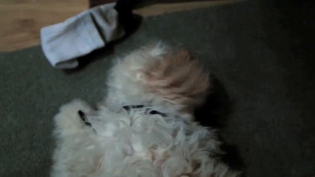 Dog Vs Sock [Ludwig Van edition] смотреть онлайн