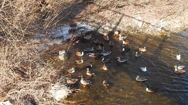 Пример съемки видео на Nikon Coolpix L830 смотреть онлайн