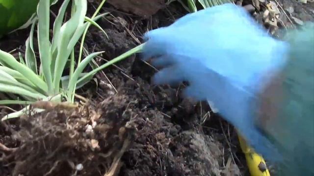 ХЛОРОФИТУМЫ ПРИ ПЕРЕВАЛКЕ КОРНИ НЕ ТРАВМИРОВАТЬ! смотреть онлайн