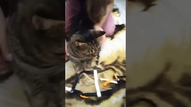 Учебник по Таланту