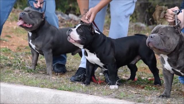 Американский булли, dogs, american bully смотреть онлайн