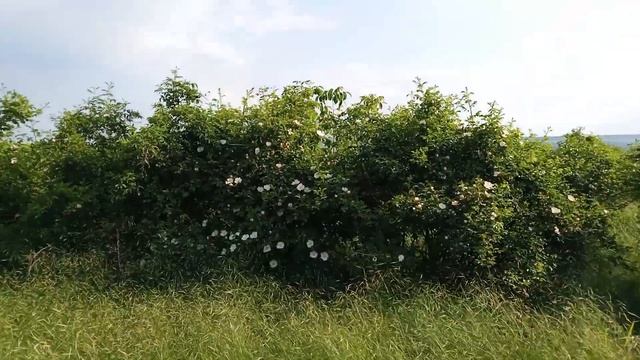 ЭКО Шиповник. Промышленная Посадка 5 Га. смотреть онлайн