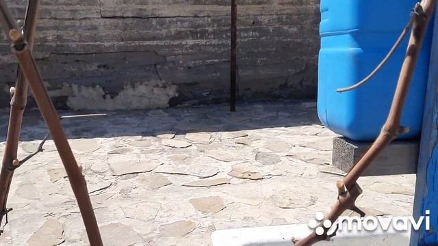 открытие винограда часть 2 и его подрезка смотреть онлайн