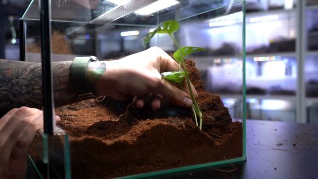 WYHODOWAŁEM POTWORA ? Theraphosa blondi смотреть онлайн