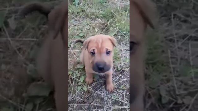 Щенки Шарпея. Плюшкам 1 месяц смотреть онлайн