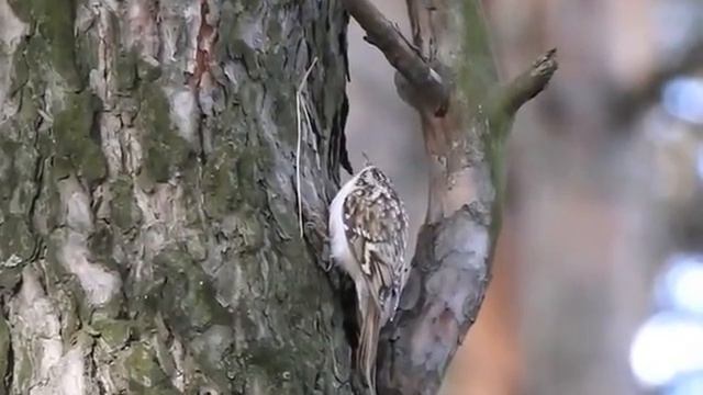 Мастер маскировки - пищуха смотреть онлайн