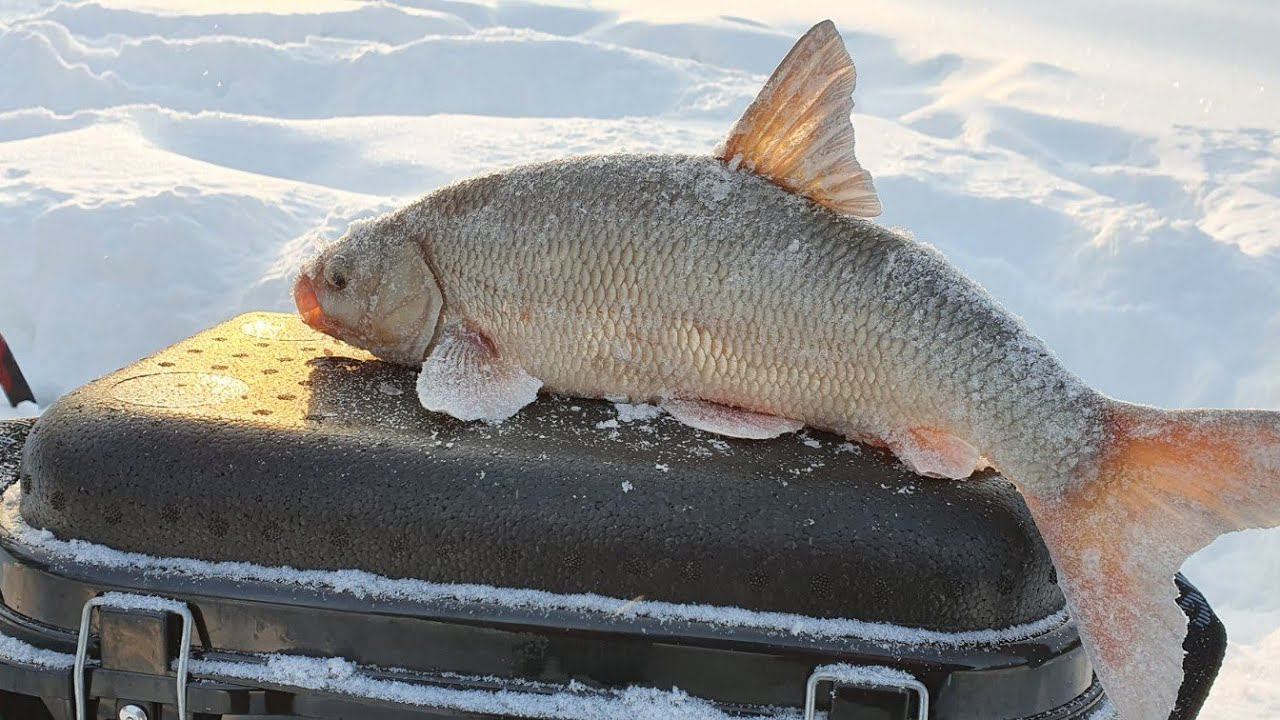 Поставил эту мормышу и сразу поймал 5 килогрпмовых язей. Рыбалка 2021 смотреть онлайн