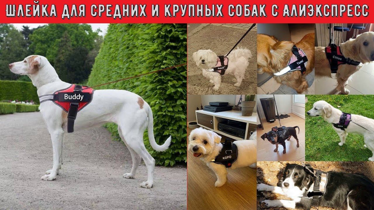 Шлейка для средних и крупных пород собак с АлиЭкспресс Товары для собак из Китая смотреть онлайн
