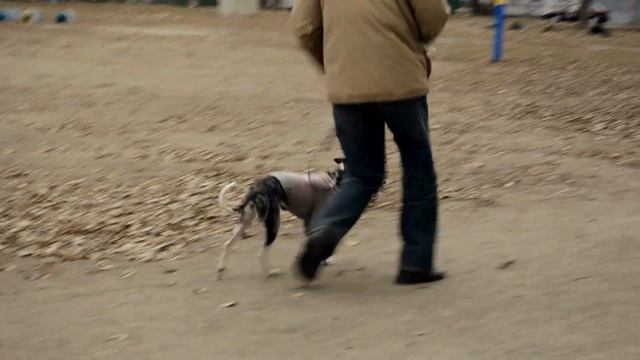 Уиппет. ОКД (общий курс дрессировки) смотреть онлайн