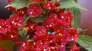 Вейгела гибридная Олл Саммэ Ред (weigela) ? обзор: как сажать, саженцы вейгелы Олл Саммэ Ред