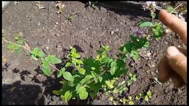 зверобой и душица сбор, заготовка и использование смотреть онлайн