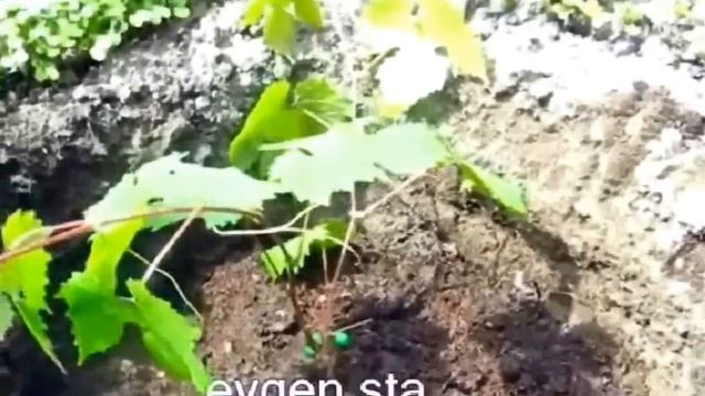 ПОСАДКА саженцев винограда в ГРУНТ смотреть онлайн