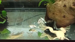 Аквариумные лягушки, Кормление рыбой, содержание, корм для лягушек, питание лягушек.