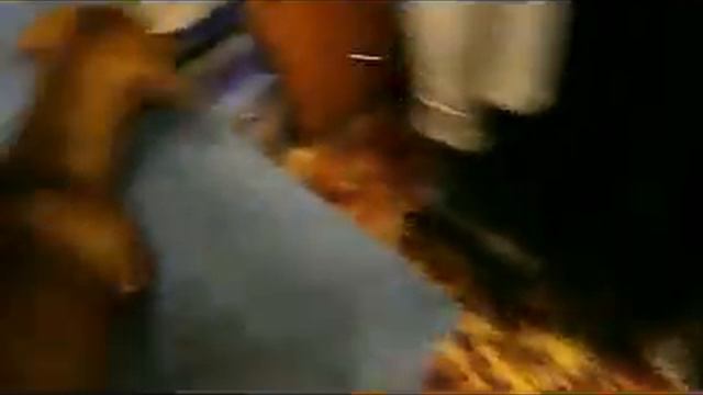 Кот VS Такса