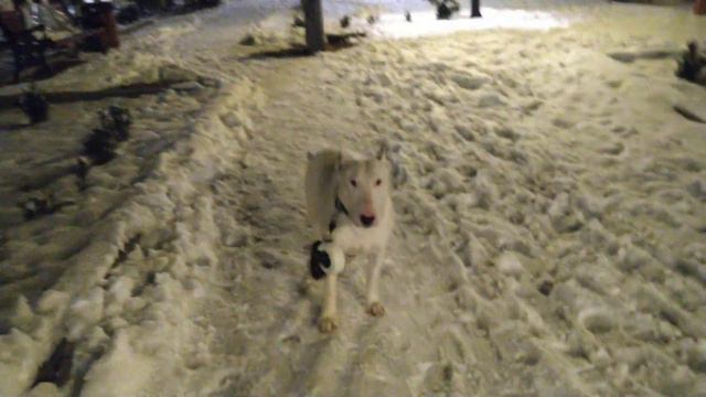 Бультерьер Дэнни Свободный выгул по бульвару 😊 смотреть онлайн