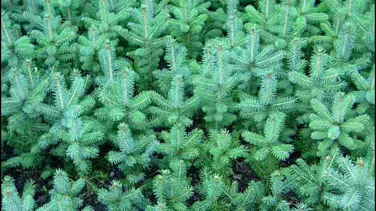 Как быстро растет ель колючая голубая? Выращивание голубой колючей ели (часть 3). смотреть онлайн
