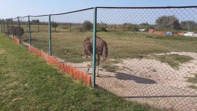 Арабатская стрелка, Стрелковое, Валок 2021.