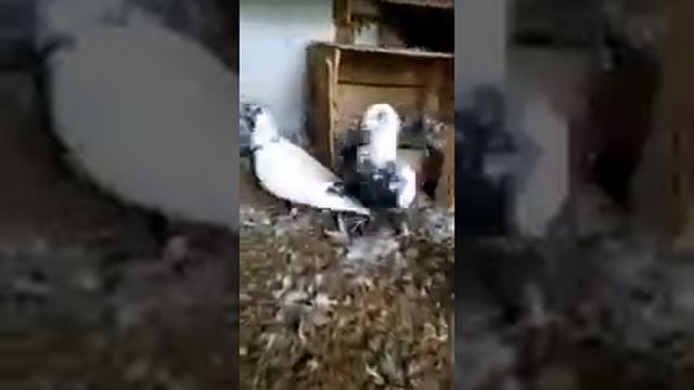 Летные голуби Таджикистана. г. Кургантюбе. Кафтархои Кургонтеппа 2020