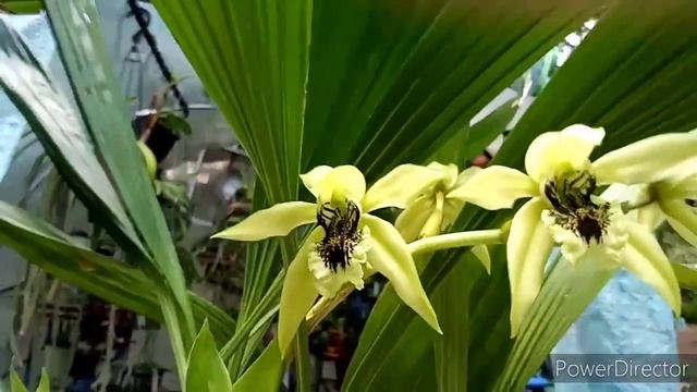 Coelogyne pandurata Spotlight, per request. смотреть онлайн