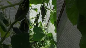 Огурец Сигурд F1