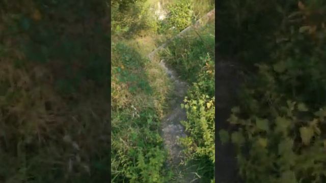 Прогулки от скуки. Мамайский лесопарк. Сочи. смотреть онлайн