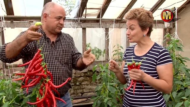 Острота регулируемая поливом. Семена острого перца. Сорт Штопор. смотреть онлайн