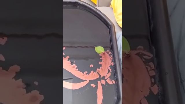 Смешные видео приколы .mp4 смотреть онлайн