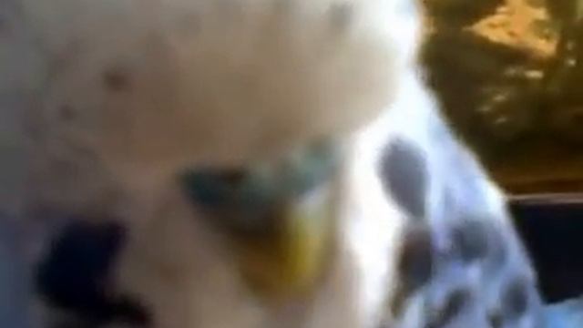 Парламент помогайте инвалидам Аллах Акбар смотреть онлайн