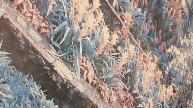 Анонс косметического ремонта видеокамеры jvc GZ - R435DE смотреть онлайн