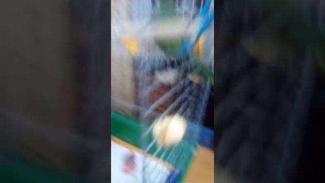 Попугай монах