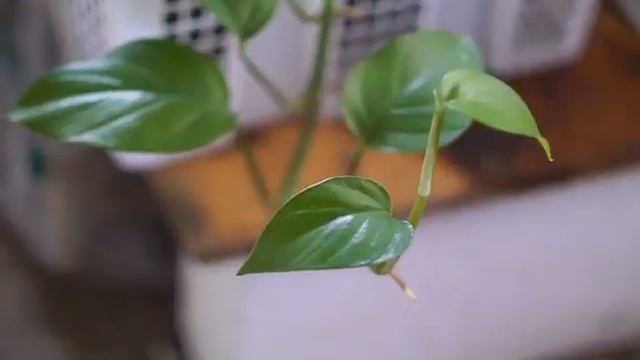 beberapa jenis alocasia(test cinematic sony a5000) смотреть онлайн
