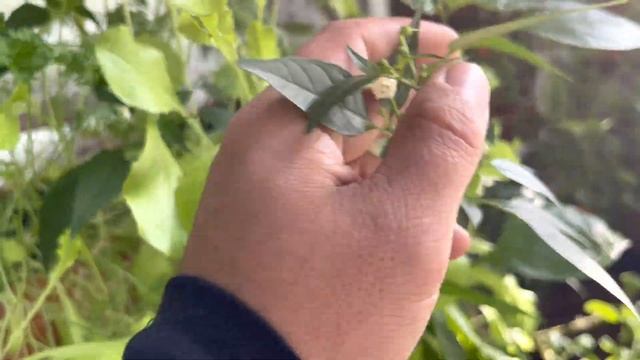 Огород на балконе в прохладном сентябре смотреть онлайн