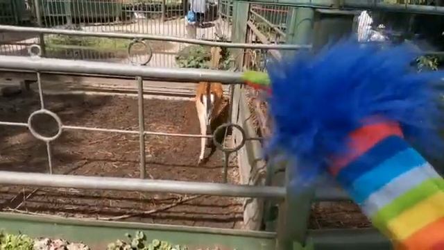 Китайский для детей. Животные на китайском: семья оленей! Animals in Chinese: deer family. смотреть онлайн