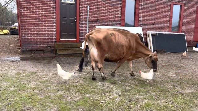 Не делайте это с Джерсейской коровой! Идеальная Джерси.