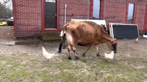 Не делайте это с Джерсейской коровой! Идеальная Джерси.