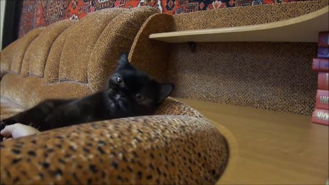 Кошка чихает когда злится=)