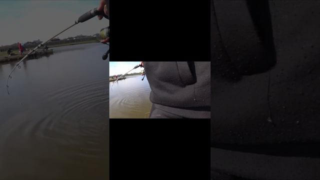 #Рыбалка #золотая #подкова в #первый раз #ловля #форели на #донку #shorts смотреть онлайн