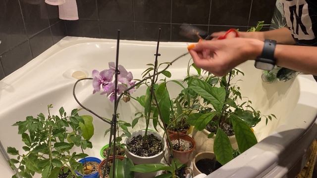 Тропический душ для комнатных растений. смотреть онлайн