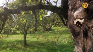 Макромиры. Долина ужасов.  Насекомые убийцы.  Документальный фильм (720p)