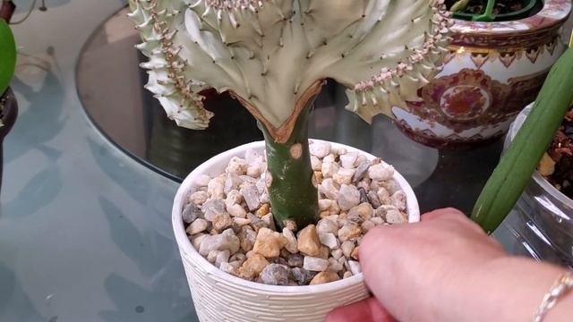 Цветут Одонтоглоссум, Зигопеталум. И Не Орхидейные новинки. смотреть онлайн