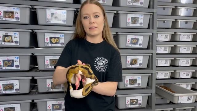 Last 4 Ball Python Hatchlings from 2021! смотреть онлайн