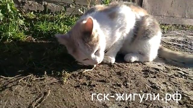 Кошка поедает мышь смотреть онлайн