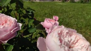 Роза The Alnwick Rose / Зе Алнвик Роуз (Д.Остин, посадка осень 2019)