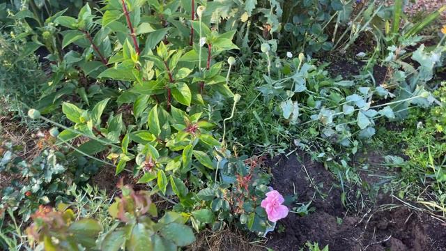 Прогулка по саду 24.07.23 цветение роз смотреть онлайн