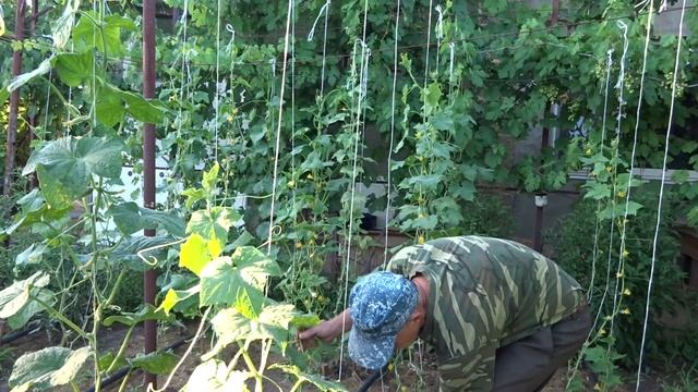Просто и доступно выращивать огурцы в открытом грунте на шпалере всё лето - июль 2020 год смотреть онлайн