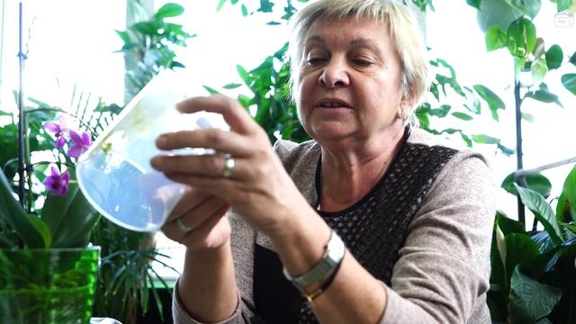 Пересадка орхидеи после покупки ? Уход за орхидеями ? Полезные советы смотреть онлайн