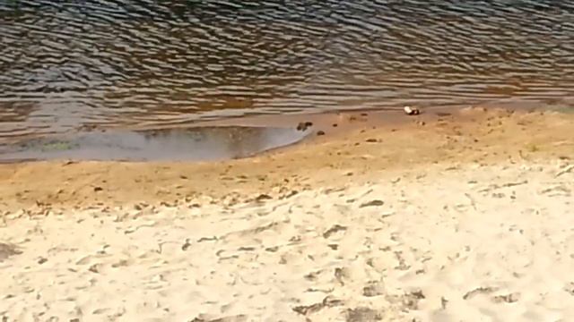 Осень на реке "Сож". Осенняя зарисовка. Санаторий "Золотые пески". смотреть онлайн