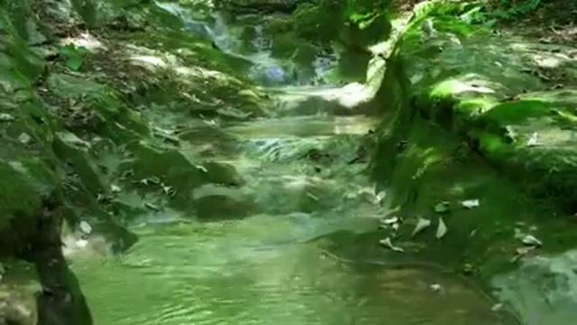 Пение птиц снимает стресс | Атмосфера леса | Горная река | Звуки природы для сна