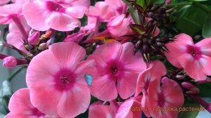 Флокс метельчатый Лариса (phlox paniculata larissa) ? обзор: как сажать, саженцы флокса Лариса